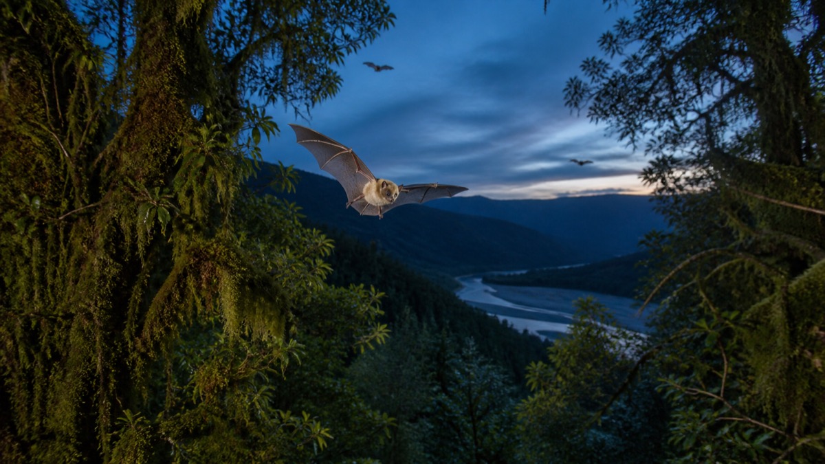 Bat Activity Triples in New Zealand