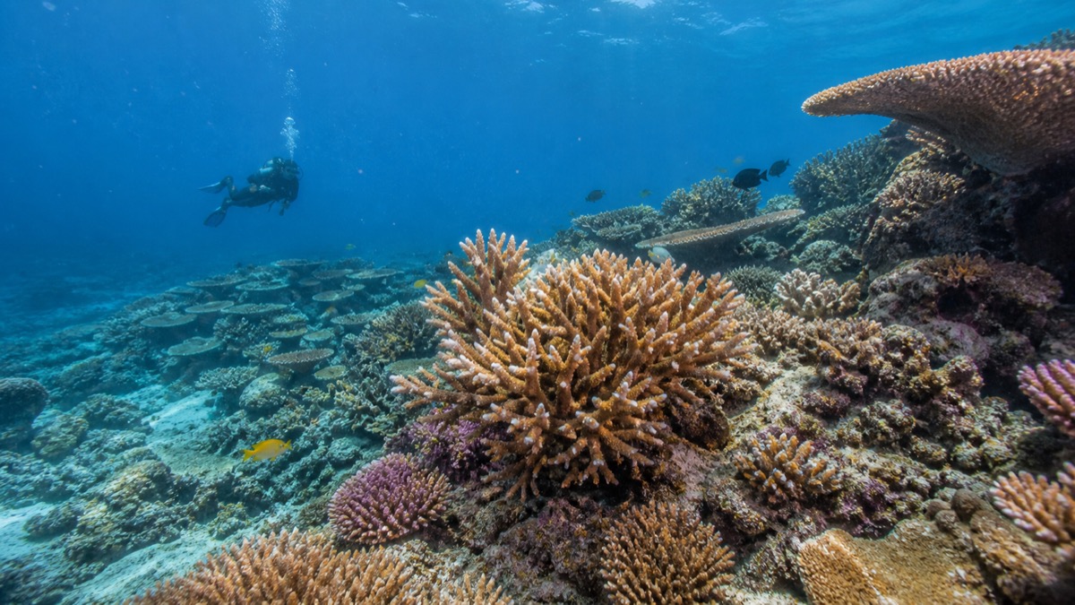 Great Barrier Reef Shows Signs of Recovery